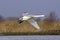 A Whooper Swan (Cygnus cygnus) in flight.