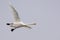 Whooper swan cygnus cygnus in flight over light grey sky with open beak and swinging legs