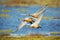 Whooper swan, Cygnus cygnus flying in the habitat, Lake Hornborga, Sweden. Wildlife scene from Europe. Three birds in fly, lake in