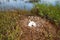 Whooper swan (Cygnus cygnus) nest on the marsh island
