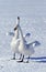 WHOOPER SWAN cygnus cygnus, PAIR COURTING ON FROZEN LAKE, HOKKAIDO ISLAND IN JAPAN