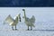 Whooper Swan, cygnus cygnus, Pair performing courting ritual on ice, Hokkaido Island in Japan