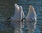 Whooper swan, Cygnus cygnus pick up food on the seabed.