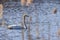 Whooper Swan(Cygnus cygnus) in springtime pond water