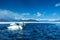 Whooper Swan or Cygnus cygnus swimming on Lake Kussharo in Winter at Akan National Park,Hokkaido,Japan, mountains covered by snow