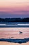 Whooper Swan or Cygnus cygnus swimming on Lake in Winter during magical colorful sunset,Hokkaido,Japan, fairytale, swan lake,