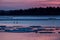 Whooper Swan or Cygnus cygnus swimming on Lake in Winter during magical colorful sunset,Hokkaido,Japan, fairytale, swan lake,