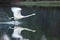 Whooper swan, Cygnus cygnus, taking off on the taiga lake