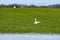 Whooper swan Cygnus cygnus, Whooper swan feeding and resting on green flooded meadows near rural houses