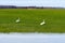 Whooper swan Cygnus cygnus, Whooper swan feeding and resting on green flooded meadows near rural houses