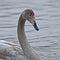 Whooper swan, Cygnus cygnus young bird on the lake