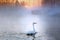 Whooper swan on a lake on a foggy morning at dawn. Wildlife. Beauty of nature