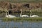 Whooper Swan. Large white water bird.