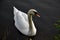 The whooper swan is one of the largest birds in the Czech Republic. He has a long, white body with a short tail, black legs and a
