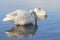 Whooper Swan Reflects Water with Kiss