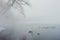 Whooper swan and a sord of mallards swimming near to the shore of Lake Kussharo, Hokkaido, Japan