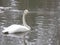 The whooper swan. Spring on Swanâ€™s lake.