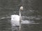 The whooper swan. Spring on Swanâ€™s lake.