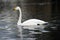 Whooper Swan swimming across a lake