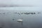 Whooper swan swimming with a sord of mallards in Lake Kussharo, Hokkaido, Japan