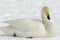 Whooper Swan, Wilde zwaan, Cygnus cygnus