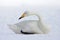 Whooper Swan, Wilde zwaan, Cygnus cygnus