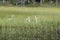 Whooper Swans