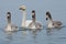 Whooper Swans