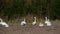 Whooper swans