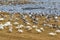 Whooper swans and Cranes on the beach meadow in spring