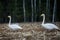 Whooper swans, Cygnus cygnus on field. First Migratory birds