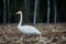 Whooper swans, Cygnus cygnus on field. First Migratory birds
