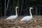 Whooper swans, Cygnus cygnus on field. First Migratory birds