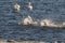 Whooper swans, Cygnus cygnus, fighting in the Hananger water at Lista, Norway