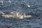 Whooper swans, Cygnus cygnus, fighting in the Hananger water at Lista, Norway