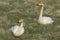 Whooper swans & x28;Cygnus cygnus& x29; Iceland