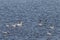 Whooper swans, Cygnus cygnus, and Mallard ducks in the Hananger water at Lista, Norway