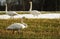 Whooper swans, Cygnus cygnus, after spring migration in Finland.