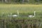 Whooper swans in marshland
