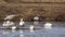 Whooper Swans and Mute Swans