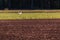 Whooper swans on plowed field