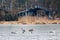 Whooper swans resting on the ice of frozen lake during the migration