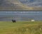 Whooper swans and sheep in an Icelandic fjord