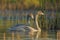 Whooper Swans and the Spider web