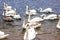 Whooper Swans swim on the shore of the reservoir in Belarus Minsk, the Minsk sea.