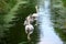 Whooper swans swim in succession, the males and females guard the environment to protect the cygnets