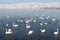 Whooper swans swimming in the lake