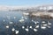 Whooper swans swimming in the lake