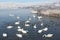 Whooper swans swimming in the lake