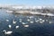 Whooper swans swimming in the lake